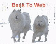 Samoyed in Latvia samoyed.lv www.dognet.pro